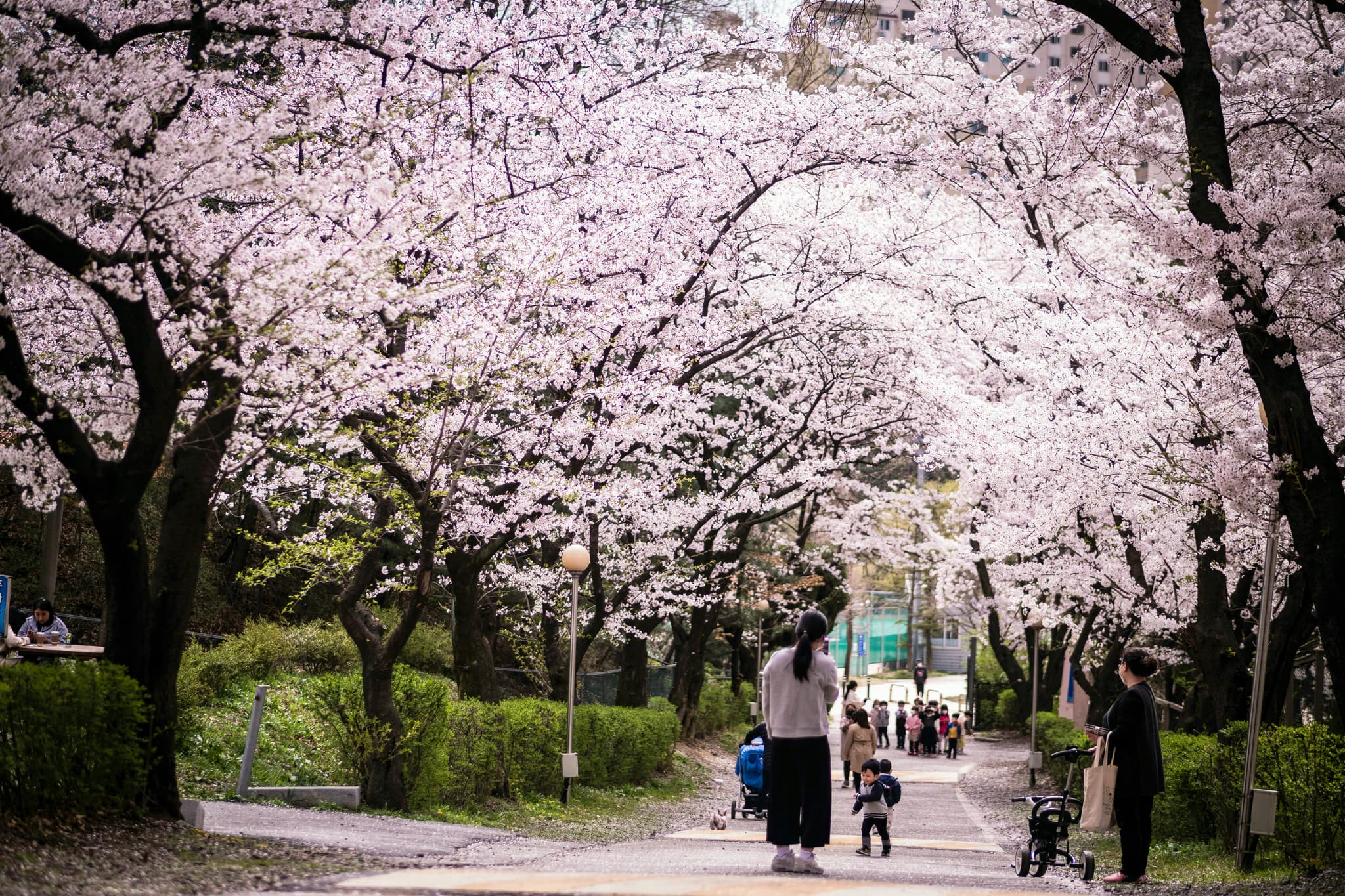 https://a.storyblok.com/f/286728423687045/2048x1365/600b118345/sel_-cherry-blossom.jpg